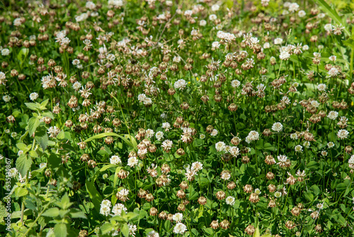 White chamomile flowers in nature field.