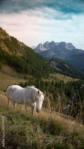 Wild horse with Dolomites view in Italy