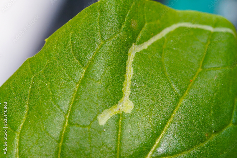 Leafminer flies damage hydroponic vegetables. Close-up photo of hydroponic vegetable leaves infected with leafminer fly. Leafminer flies damage hydroponic vegetables. Close-up photo of hydroponic vegetable leaves infected with leafminer fly.