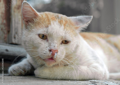 sick, snotty brown-and-white stray cat abandoned on the street. The topic of veterinary medicine.