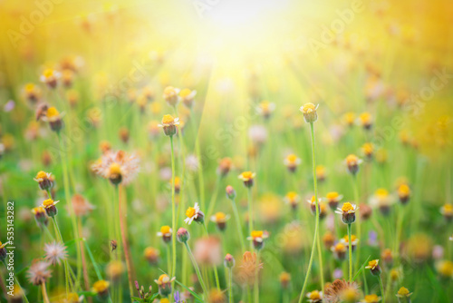 Green grass field with flowers, a beautiful meadow in orange and green tones