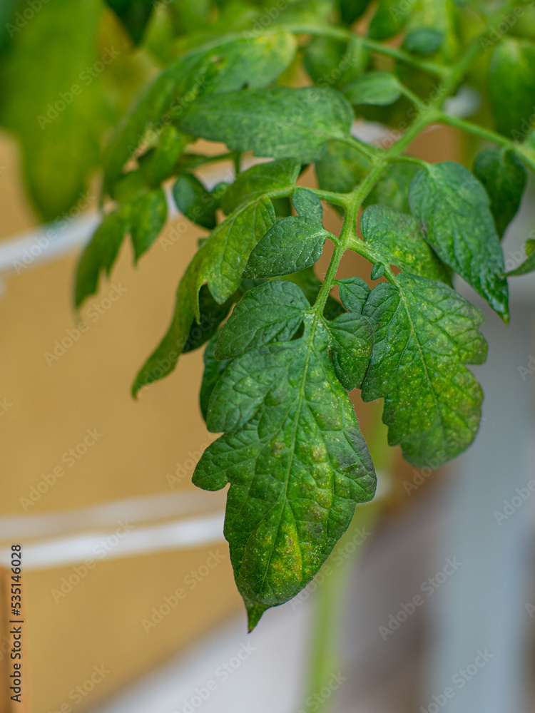Early blight tomato. Early blight Damage symptoms. Yellow and white spots on tomato leaves