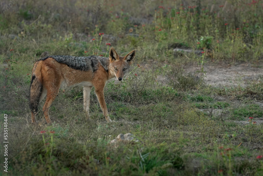 Obraz premium Photograph of African Black-backed Jackal looking for dinner and staring at the camera — May 2022 — South Africa — Photograph by Mark Churms.