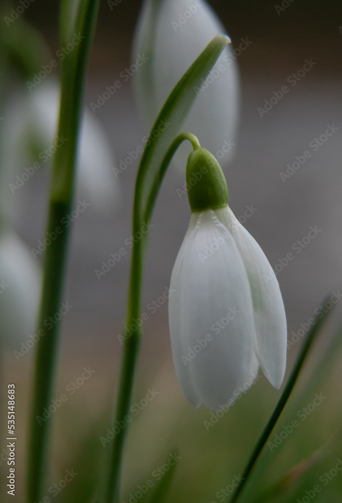 Fototapeta premium Schneeglöckchen