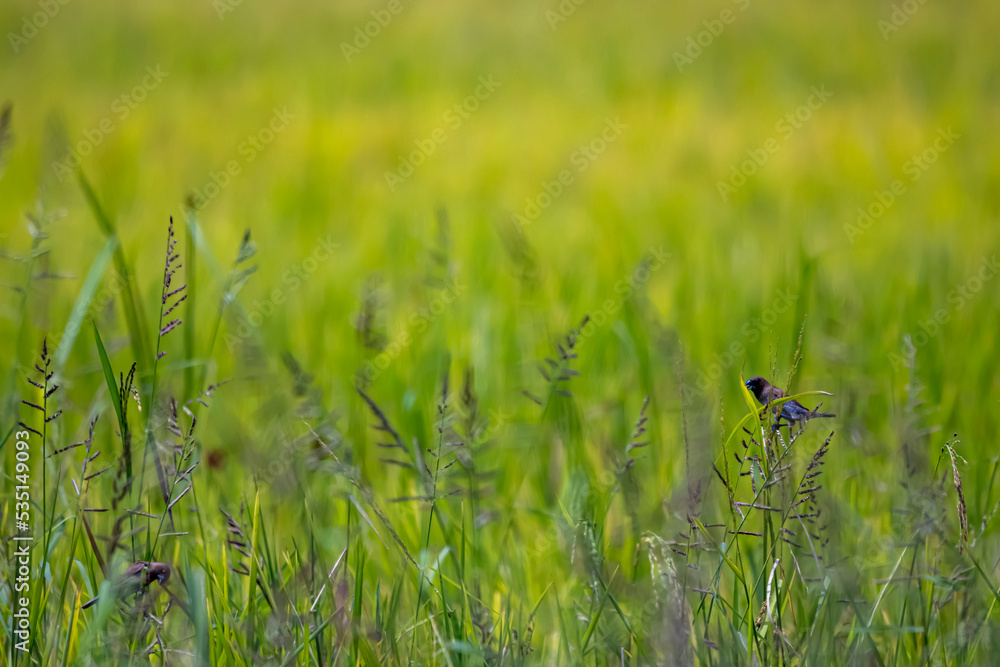 The scaly-breasted munia on rice field The scaly-breasted munia on rice field