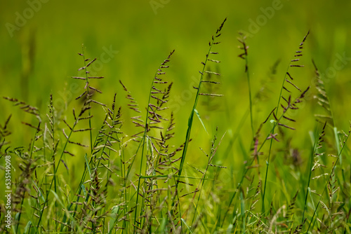 green grass background © Sarin