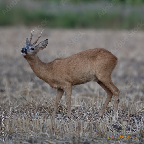 Reh, Spießer, Bock
