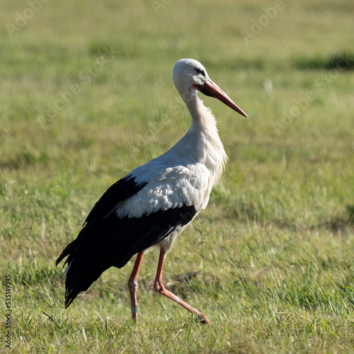 Storch, Wildtiere, Vogel, Natur