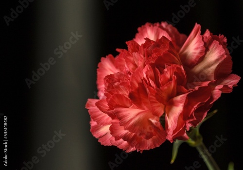 Dianthus Red flower plant which are the family of Caryophyllaceae