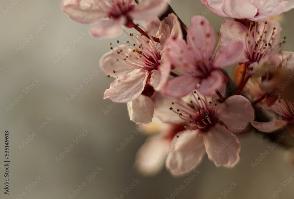 Fototapeta premium Blütentraum