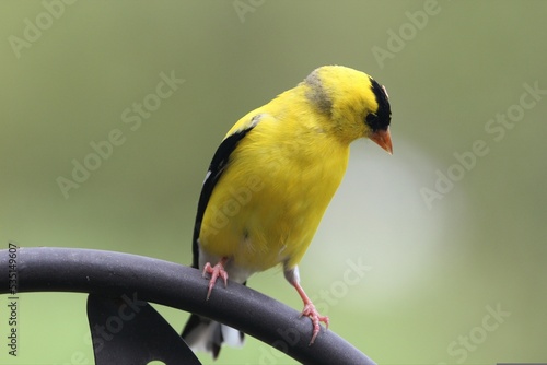 Goldfinch Bird resting on tree branch. Silently captured in Brazil Forest