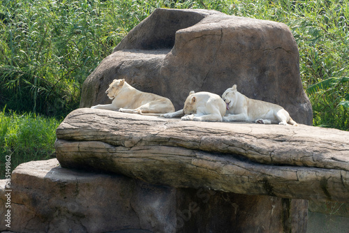 Panthera leo krugeri white lionesses resting on large stones, three white lionesses, mexico photo