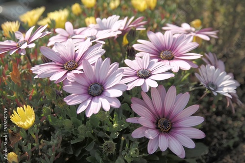 Osteospermum eckloni , commonly known as cape marguerite is an evergreen Flower that blossom in late summer