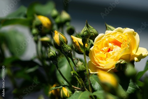 Yellow rose flower woth buds blossom in Park. Roses are considered as timeless gifts of love