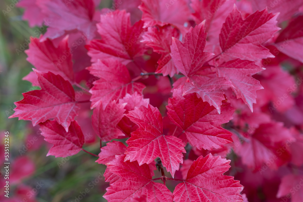Red autumn leaves of a forest shrub. Close-up with selective focus. Red autumn leaves of a forest shrub. Close-up with selective focus.