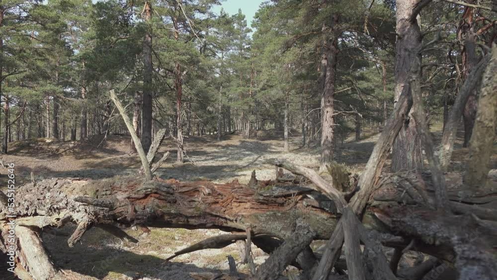 Very dry fallen pine tree branches in dangerous wildfire environment Very dry fallen pine tree branches in dangerous wildfire environment