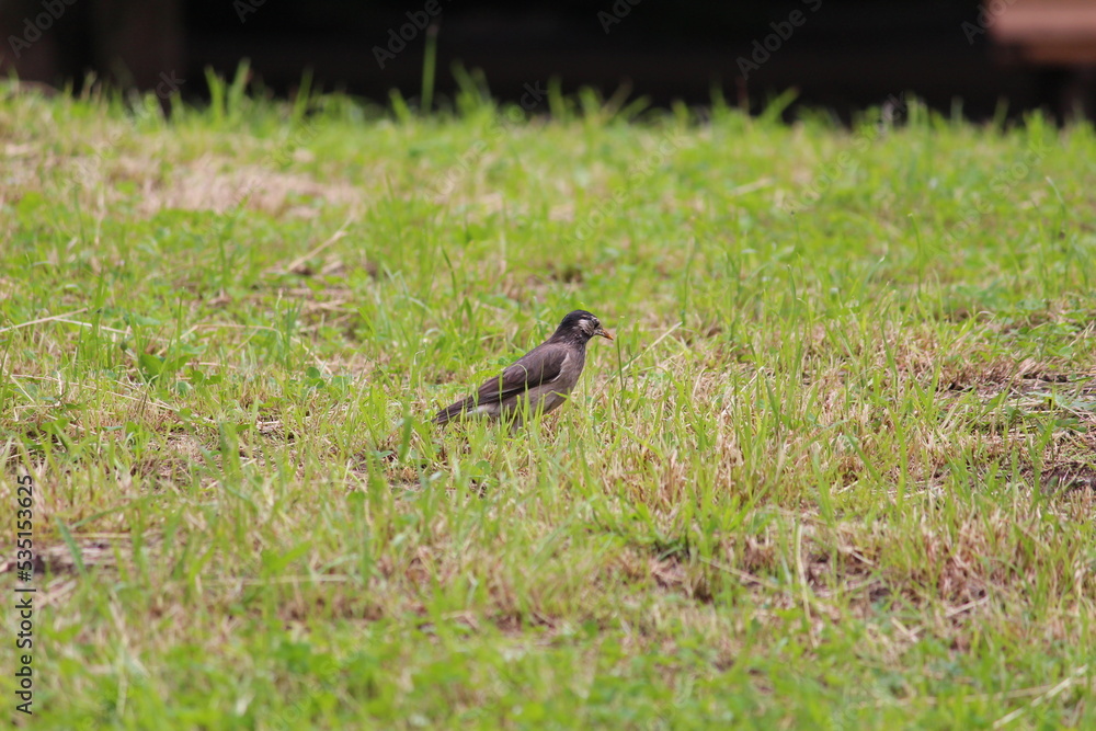 Obraz premium 野原にたたずむ野鳥