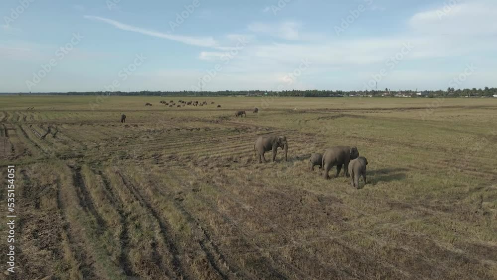 Aerial Drone Shot Circling Around Three Large Grey Elephants Grazing on a Farmland Aerial Drone Shot Circling Around Three Large Grey Elephants Grazing on a Farmland