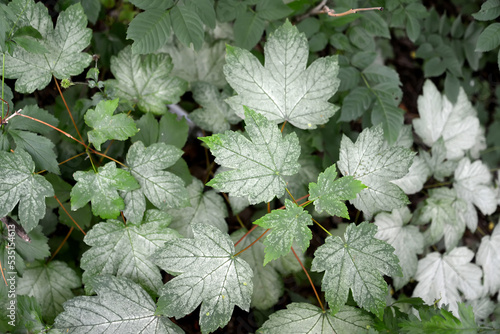 White maple leaves infected with powdery dew (Erysiphales) photo