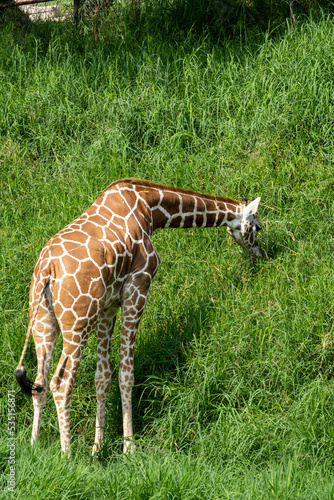 Giraffa camelopardalis reticulata giraffe standing looking for food in a green field full of vegetation, mexico, photo