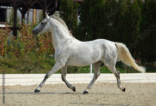 Dressage Andalusian horse runs near the stable at the rest