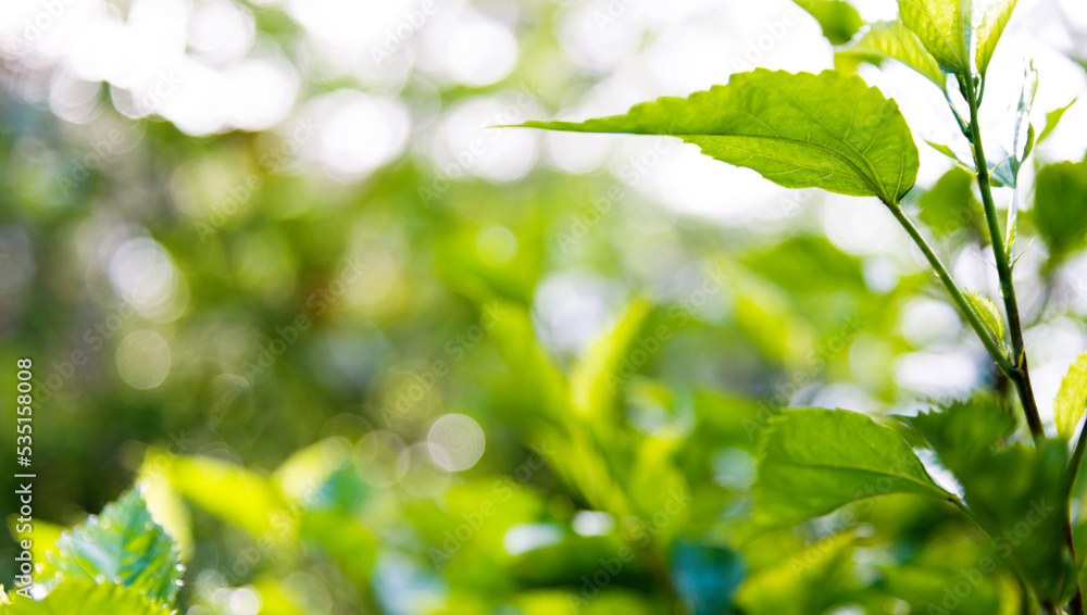 Fresh and green leaves for background