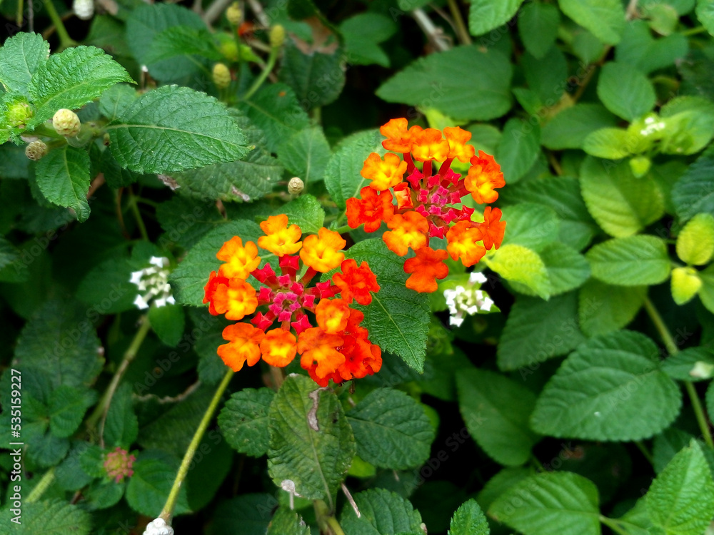 red flowers in the garden red flowers in the garden