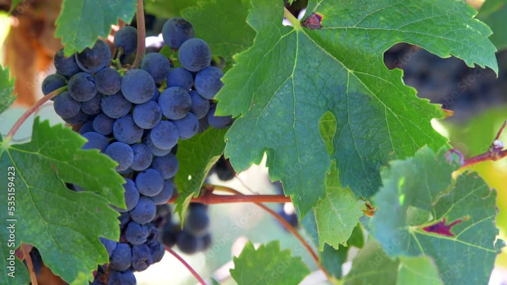 Bordeaux Vineyard, Red Merlot wine grapes ripening on the vine of a winery, High quality 4k footage Bordeaux Vineyard, Red Merlot wine grapes ripening on the vine of a winery, High quality 4k footage
