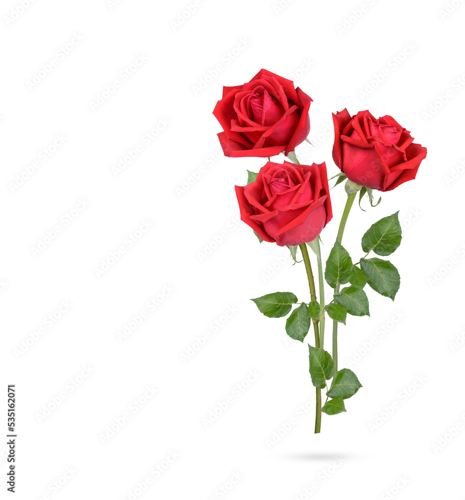 Fototapeta premium Rose with leaves isolated on white background