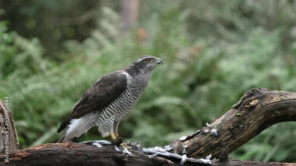 Powerfully-built Northern Goshawk on perch littered with feathers of prey, vigilantly looking around its territory - shallow focus Powerfully-built Northern Goshawk on perch littered with feathers of prey, vigilantly looking around its territory - shallow focus