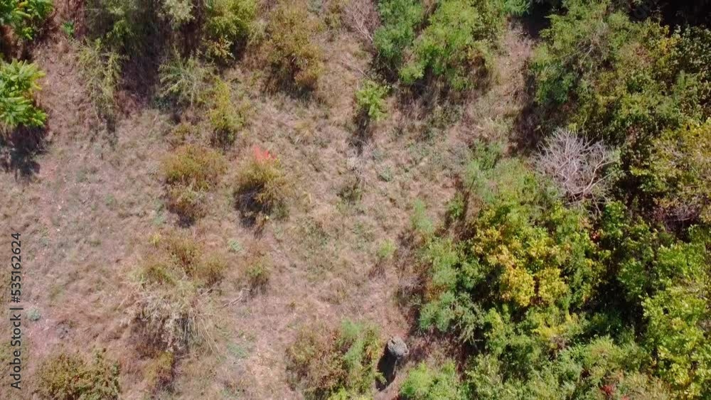 View from a drone, a sniper in a camouflage suit walks through the forest, top view, soft focus View from a drone, a sniper in a camouflage suit walks through the forest, top view, soft focus