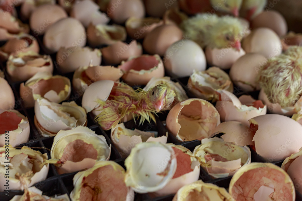 Hatching chicks from eggs in incubator area. Hatching chicks from eggs in incubator area.