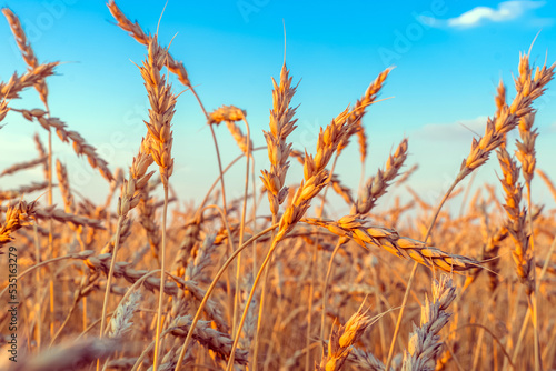 Golden Cereal field with ears of wheat Agriculture farm and farming concept.Harvest.Wheat field.Rural Scenery.Ripening ears.Rancho harvest Concept.Ripe ears of wheat.Cereal crop.Bread  rye and grain