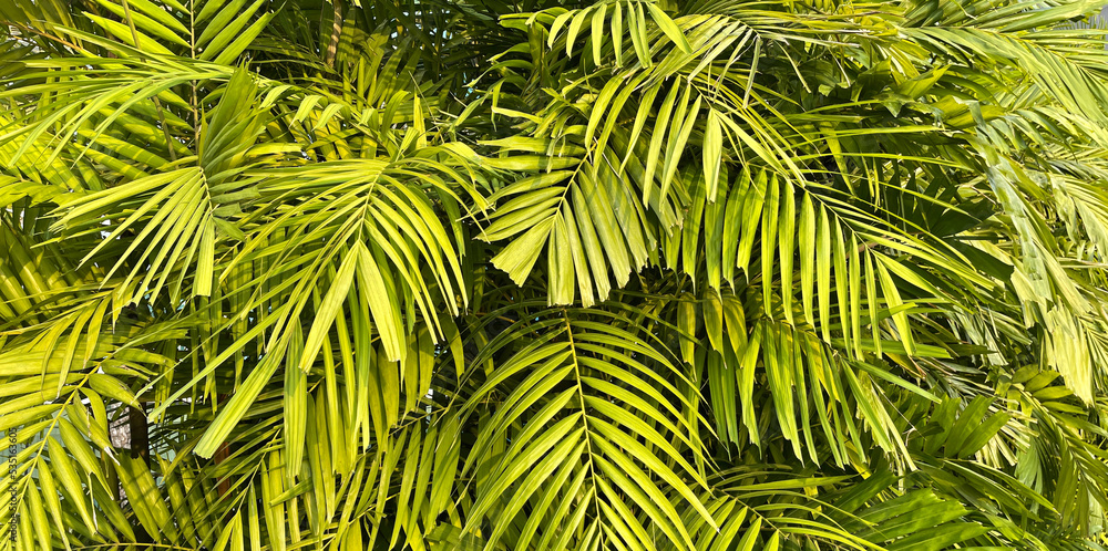 Tropical palm leaves, floral pattern background, real photo Tropical palm leaves, floral pattern background, real photo