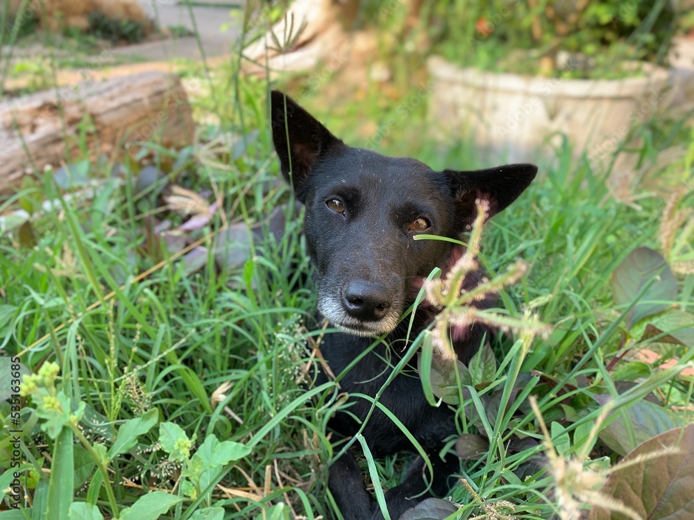Portrait dog with green grasses 
