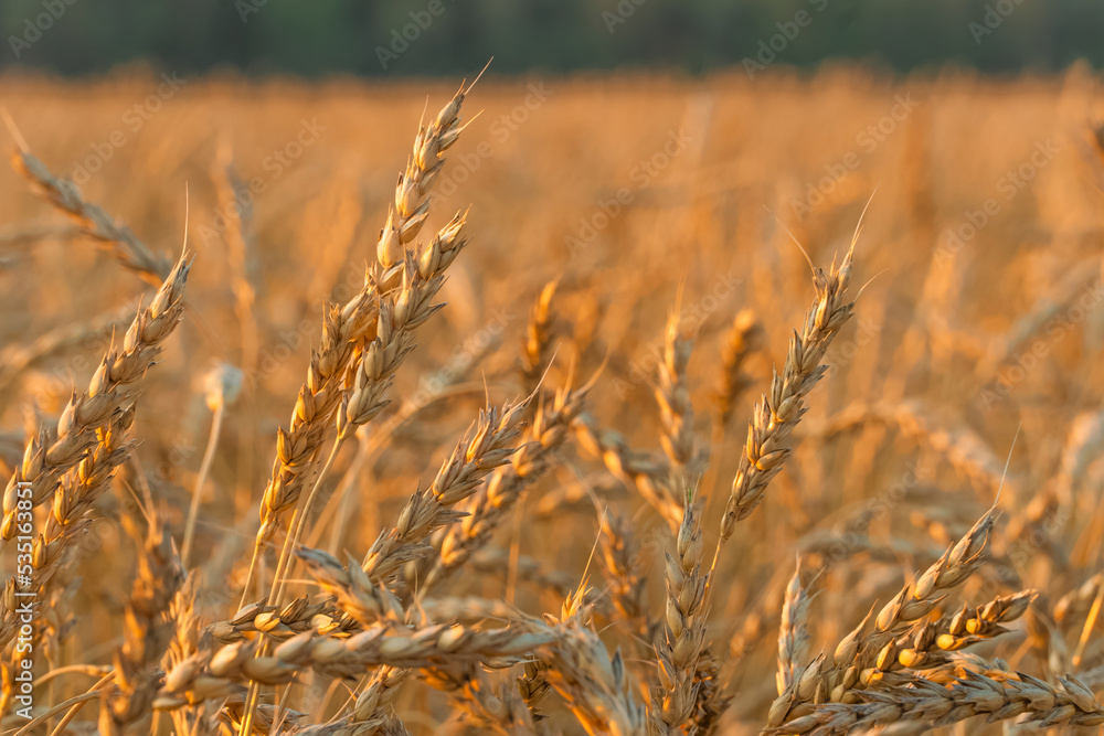 Fototapeta premium Golden Cereal field with ears of wheat,Agriculture farm and farming concept.Harvest.Wheat field.Rural Scenery.Ripening ears.Rancho harvest Concept.Ripe ears of wheat.Cereal crop.Bread, rye and grain