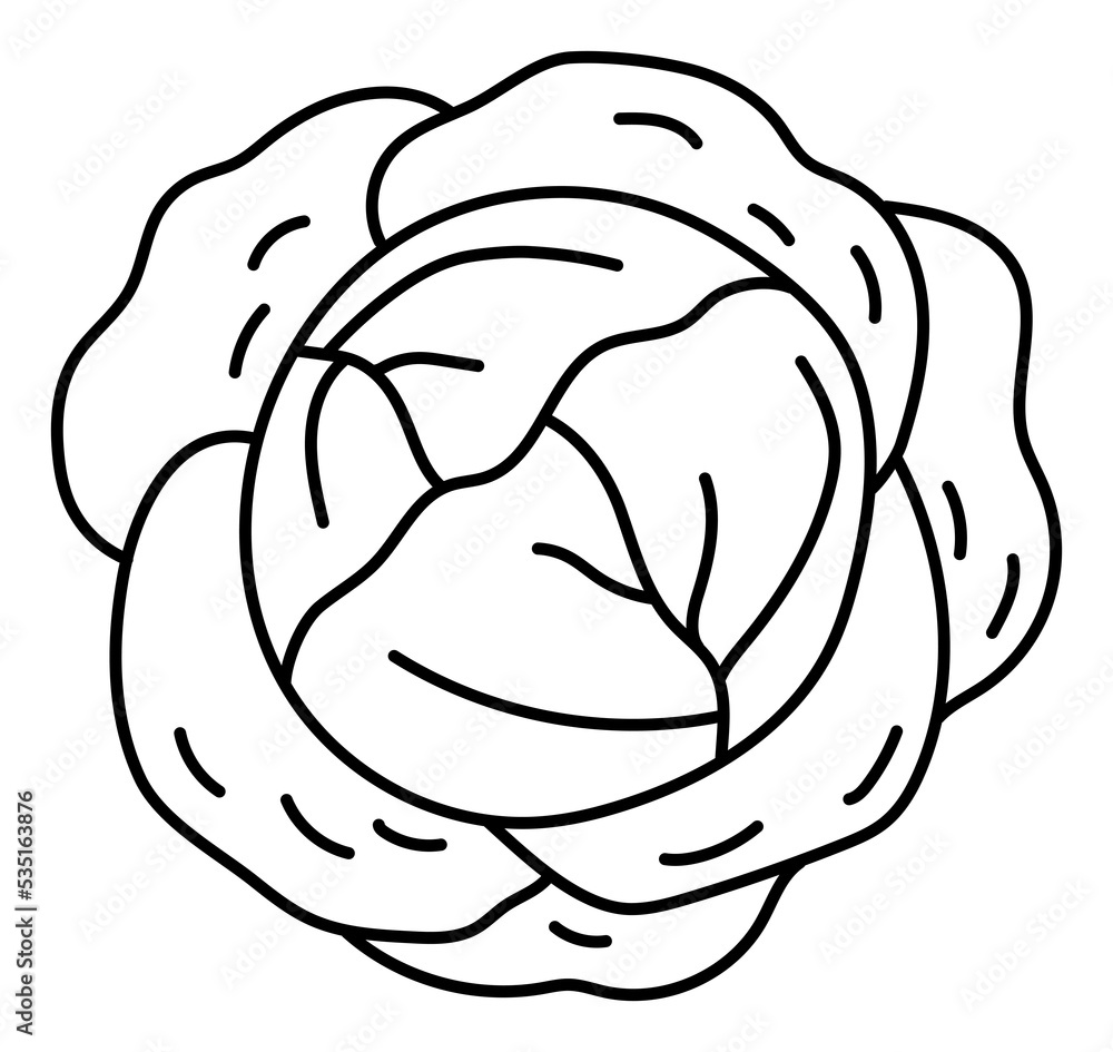 Obraz premium White cabbage. Vegetable sketch. Thin simple outline icon. Black contour line doodle hand drawn illustration