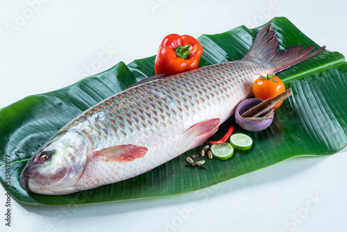 ruhu rui fish Bangladesh fresh water fish isolated on white background