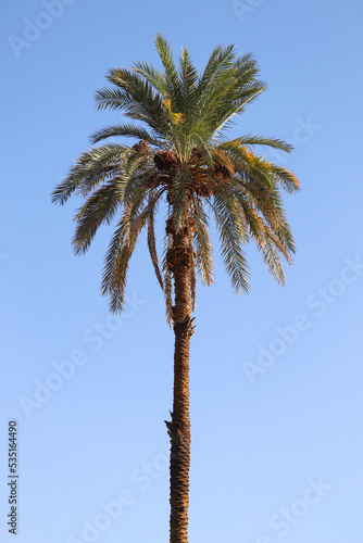 Date palm tree (Phoenix dactylifera) in Aswan, Egypt 