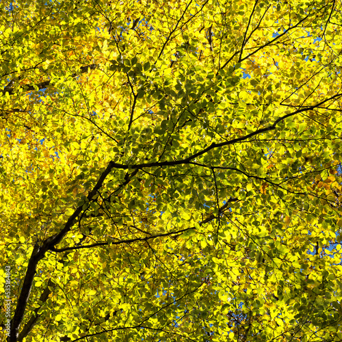 Kolorowe liście drzewa na tle nieba jesienią
