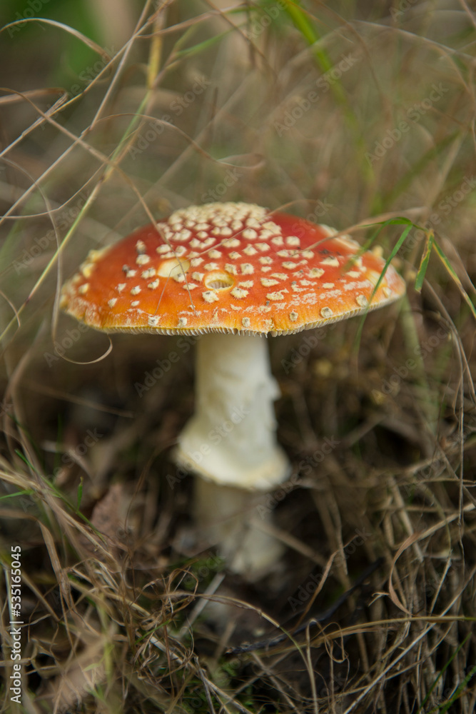 Muchomory — czerwony kapelusz grzyba w trawie — jesień w lesie Muchomory — czerwony kapelusz grzyba w trawie — jesień w lesie