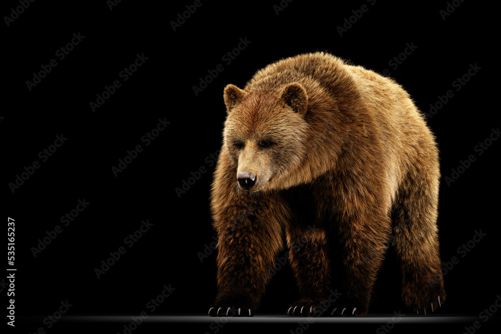 Fototapeta premium Grizzly bear full body on black.