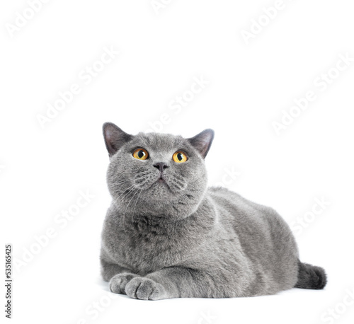 British shorthair cat isolated on white