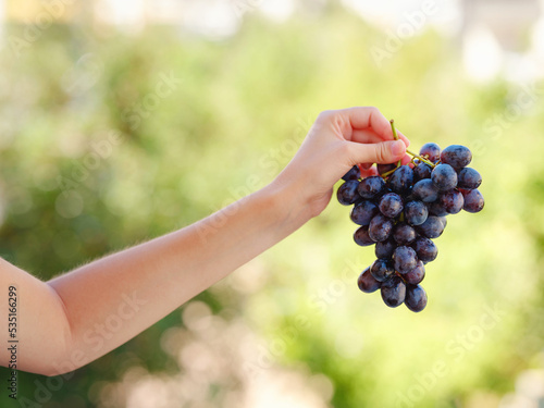 Vineyard Harvest in autumn season. Crop and juice, Woman holding Organic blue grapes, concept wine. outdoor