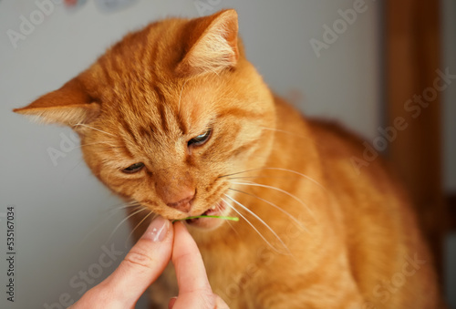Fototapeta Naklejka Na Ścianę i Meble -  A domestic cat is biting a little grass