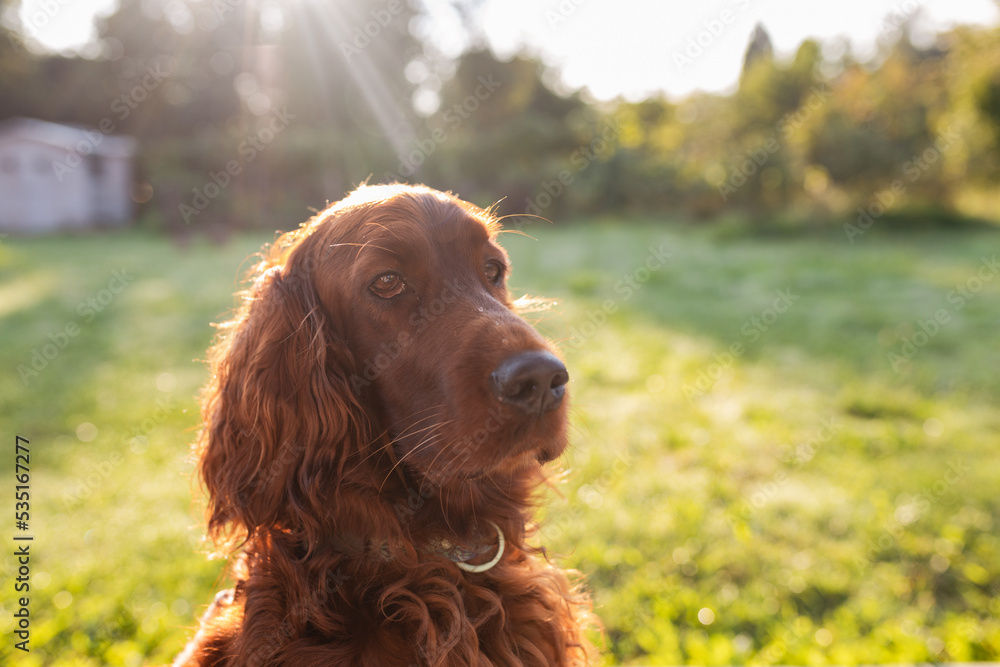 Beautiful happy Irish Setter dog is lying in grass on a beautiful summer day. Copy space. Hunting dogs.