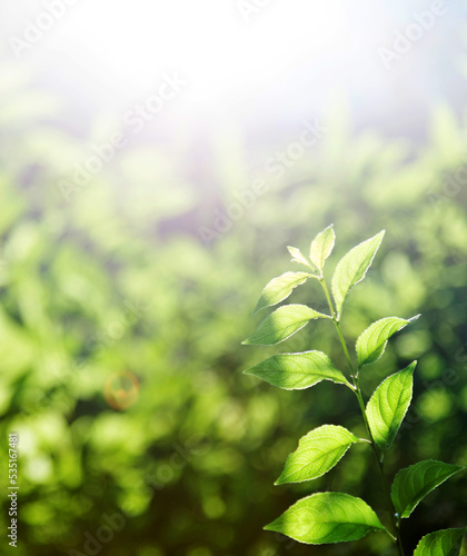 Green leaves under sunlight in summer