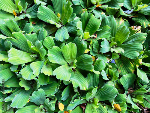 aquatic plants that can float, this plant is called Enceng Gondok photo
