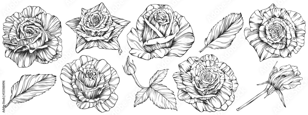 Rose flower png. Hand drawn.