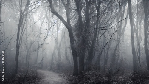 High mystical forest  the road to an unexpected adventure.